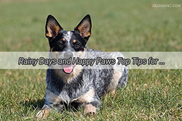 Rainy Days and Happy Paws Top Tips for Managing Your Dogs Weather Woes